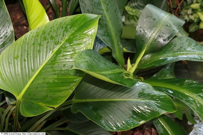 How to Care for Philodendron Congo - Dengarden