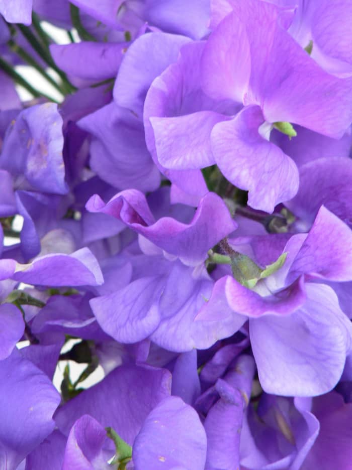 How to Grow Sweet Peas: A Step-by-Step Guide - HubPages