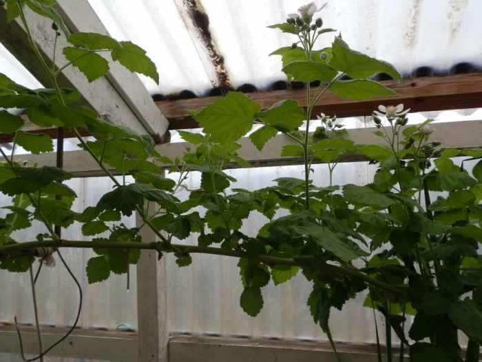 How to Grow Loganberry and Enjoy Its Fruit Dengarden