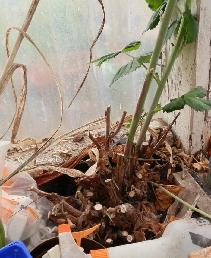 This is the growing base of the loganberry plant, showing the cropped canes and the two being allowed the grow: the new one for this year and last year's fruiting cane.