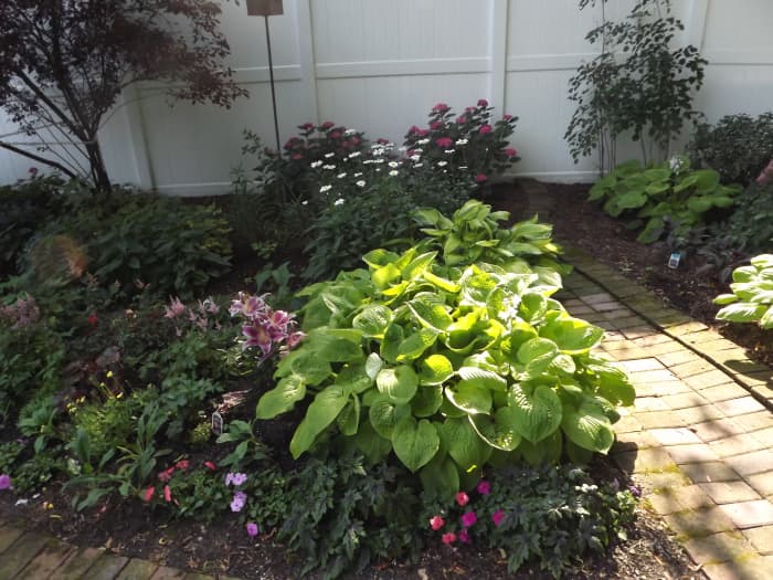 Hostas look nice in a shade garden.
