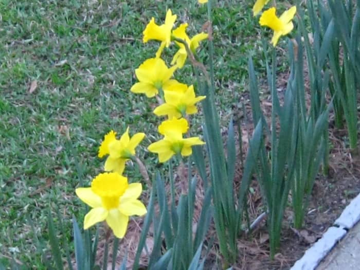 A few simple blooms bring me joy. These bulbs bloomed during January after a spate of warm days.