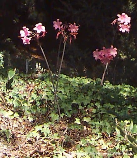 These naked lady lilies were planted too far apart and thus look a bit scattered.