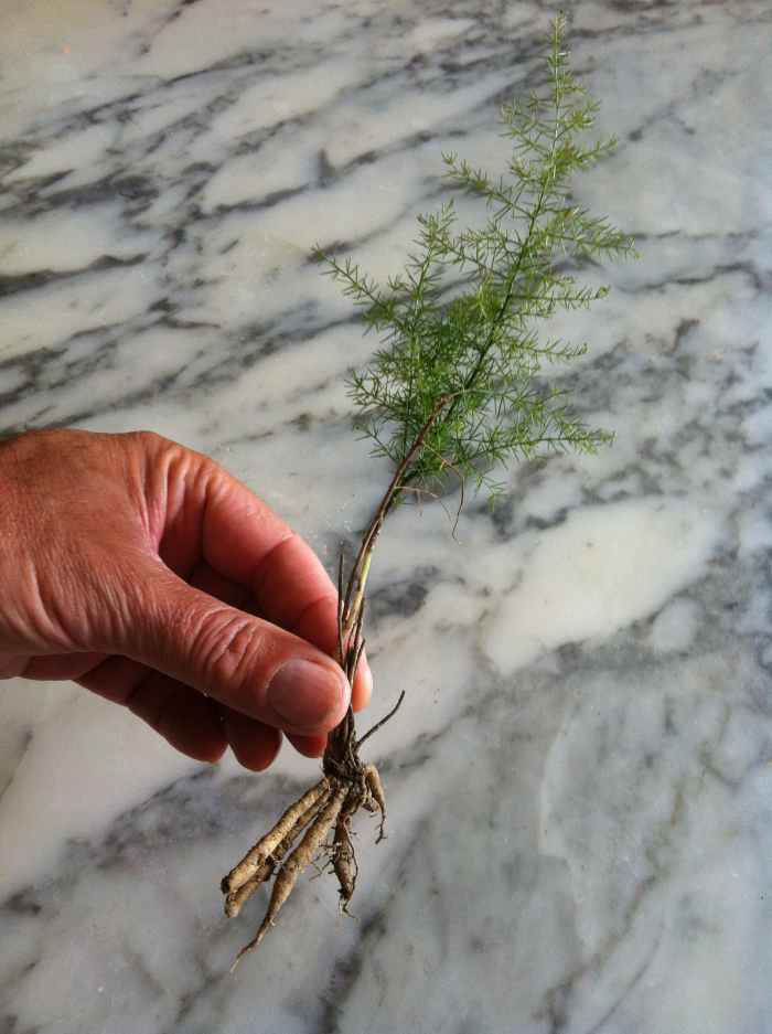 How to Plant and Grow Wild Asparagus Dengarden