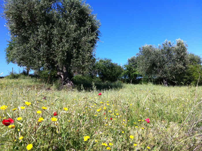 Pro Tips for How and When to Prune Olive Trees Dengarden