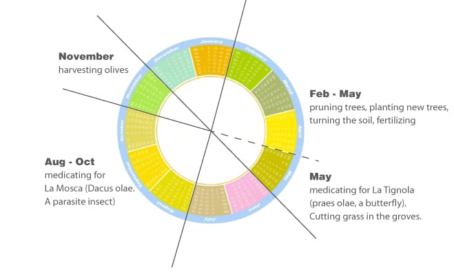 This diagram shows when farmers prune, fertilize, medicate, and harvest their olive trees, among other tasks.