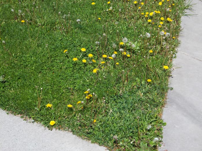From this picture you can see the diversity of plant life in my lawn. This is the "before" picture showing the amount of dandelions.