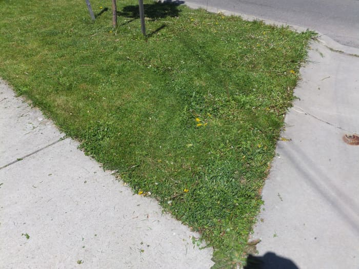 I took this picture after one pass of my Evolution lawn mower. As you can see, it chopped down most of my beautiful dandelions.
