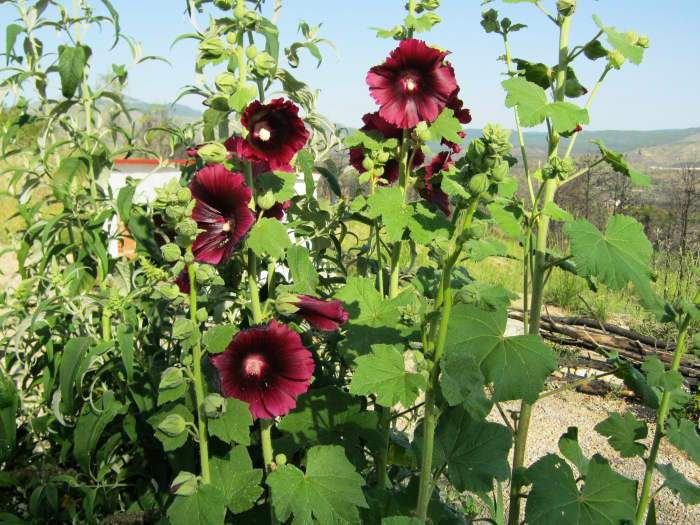 I thought these Hollyhocks grown from free seed had been destroyed in a wildfire, but after cutting everything hard back and waiting I am delighted to see they came back better than ever. Mother nature is a wonderful thing.