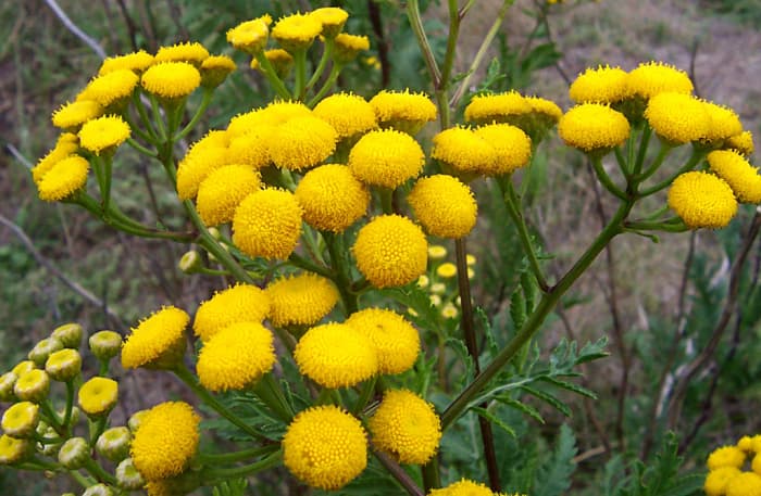 Tansy takes up lots of room in a garden and is harmful to animals, although it repels a large amount of creatures.