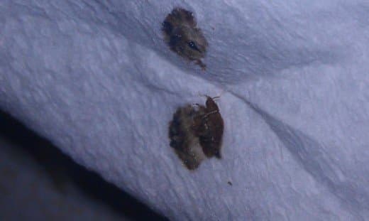 How to Identify Bedbugs and Distinguish Them From Other Pests - Dengarden