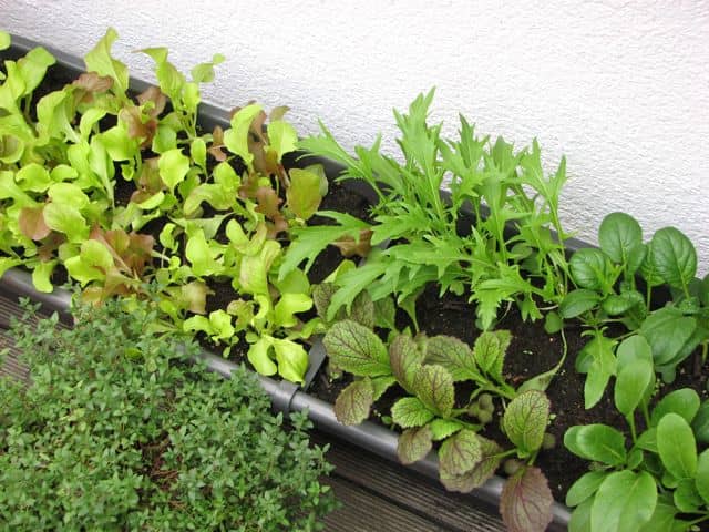 Half a month after planting, the lettuce and Asian greens are thriving.