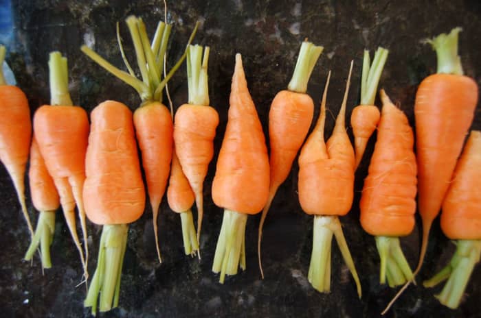 Les carottes cultivées biologiquement ont toujours besoin d'aide pour éloigner les parasites ! Heureusement, il existe des méthodes plus écologiques que les pesticides commerciaux.