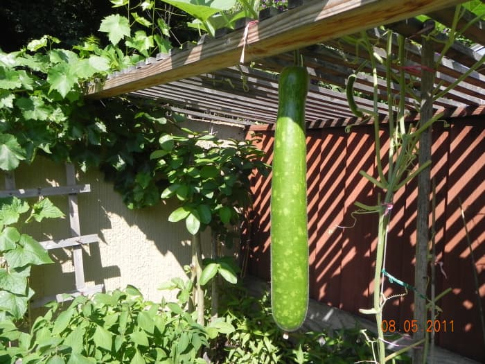 To me, hanging gourds are like eye candy in a garden. I love the way they hang from the above "roof trellis" with their massive leaves and vines entangled from the top.