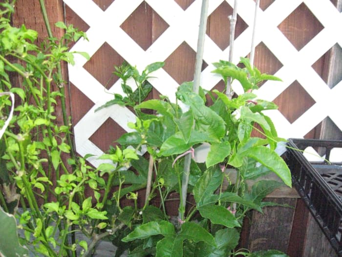 A young passion fruit plant that is secured by bamboo poles and strings. I plan on having them grow along the white trellis that I've placed against the walls.