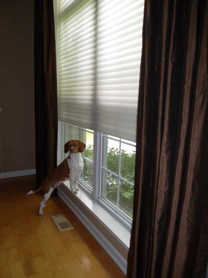 Filter out the sun with blinds, drapes, and even shrubs and trees.