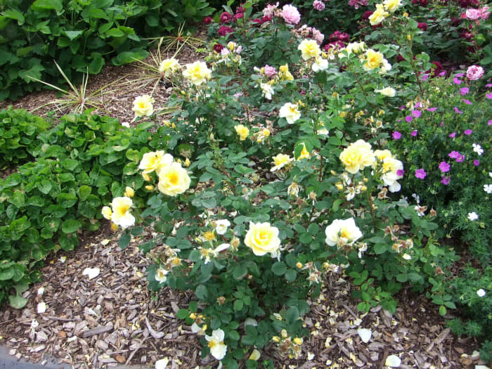 By pruning the inside of your rose bush, it will allow air to circulate and you will have more flower growth.