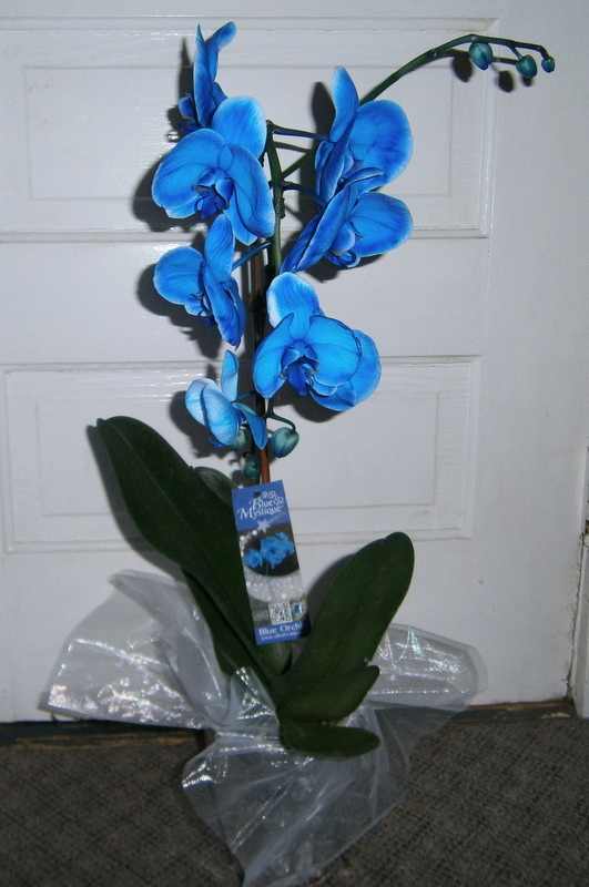 Growing and Caring for the Rare Blue Mystique Orchid Dengarden Home