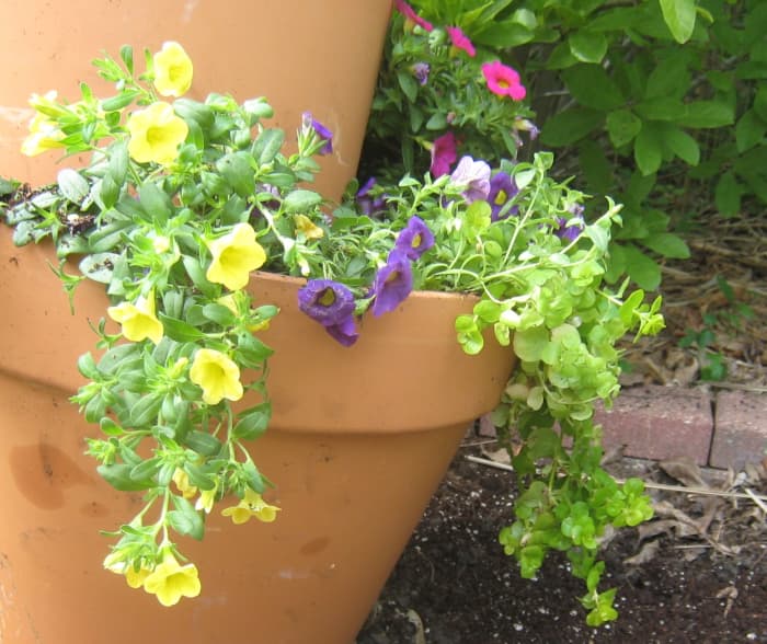 Freshly planted calibrachoa. They have the look of mini petunias, except they cascade in any container they are planted in.