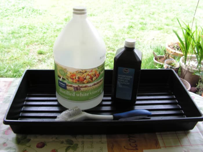 Clean seedling trays for reuse with white vinegar and 3% hydrogen peroxide as a safe and clean alternative to bleach.