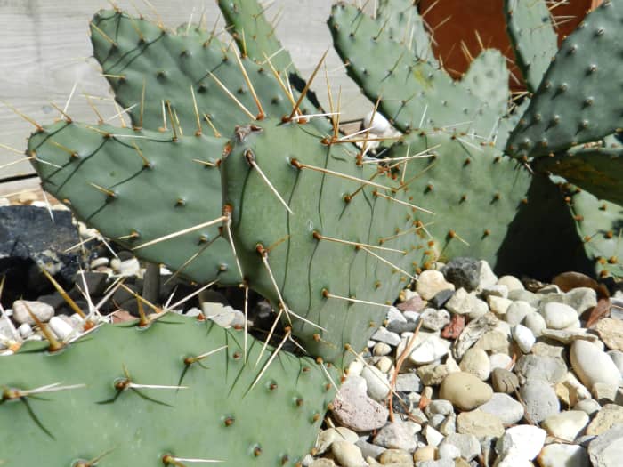 Prickly pear cacti in a rock garden that receives sunlight most of the day. Protected from winter winds by a garage and fence.