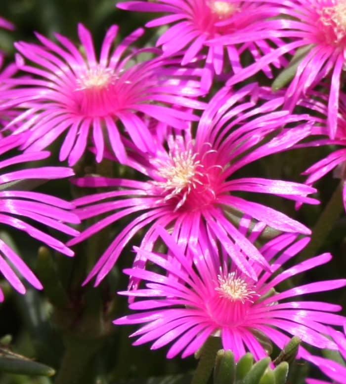 6 Drought Tolerant Ground Covers With Showy Flowers Dengarden   Pretty Drought Tolerant Ground Covers 