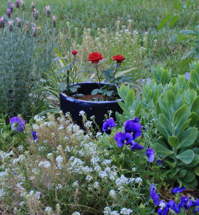 Sow dainty sweet alyssum once and enjoy it year after year. Like desert evening primrose, it's a self seeder.