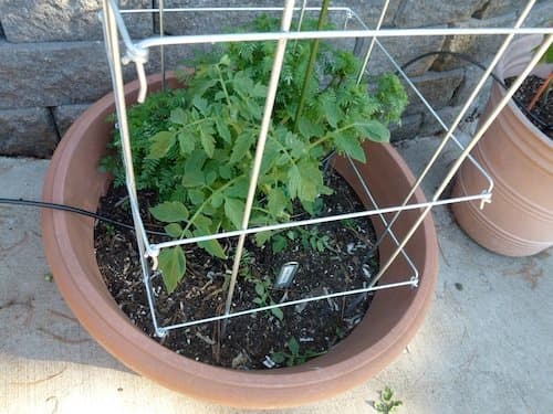 Collapsible tomato pens or folding cages are ideal support for tomatoes if they are well made. Folding cages make for easy winter storage.
