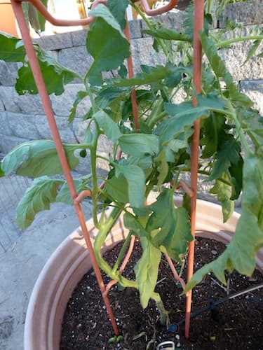 This tomato support works well in containers or in the garden. To get easy access to fruit, keep plants pruned.