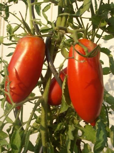 Artistic tomato spirals are ideal for Roma tomatoes and determinate vines.