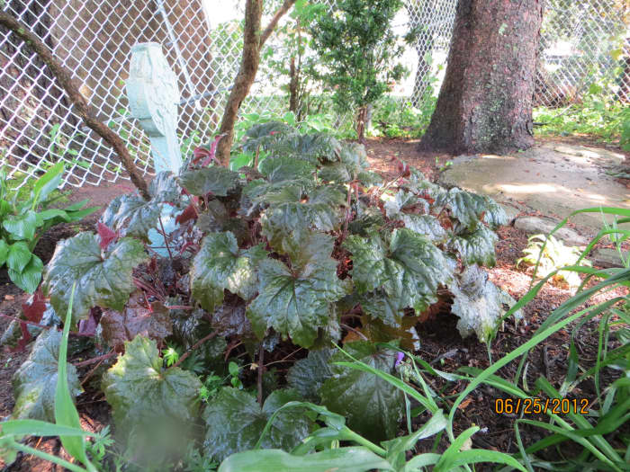This coral bell is under a lilac bush which is additionally shaded by an evergreen tree. Some sun gets in but it is mostly shade.