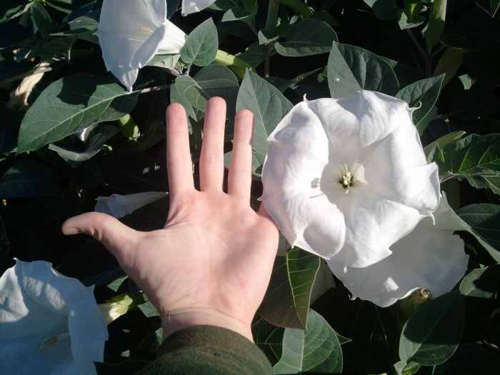 Growing Datura Moonflowers Dengarden