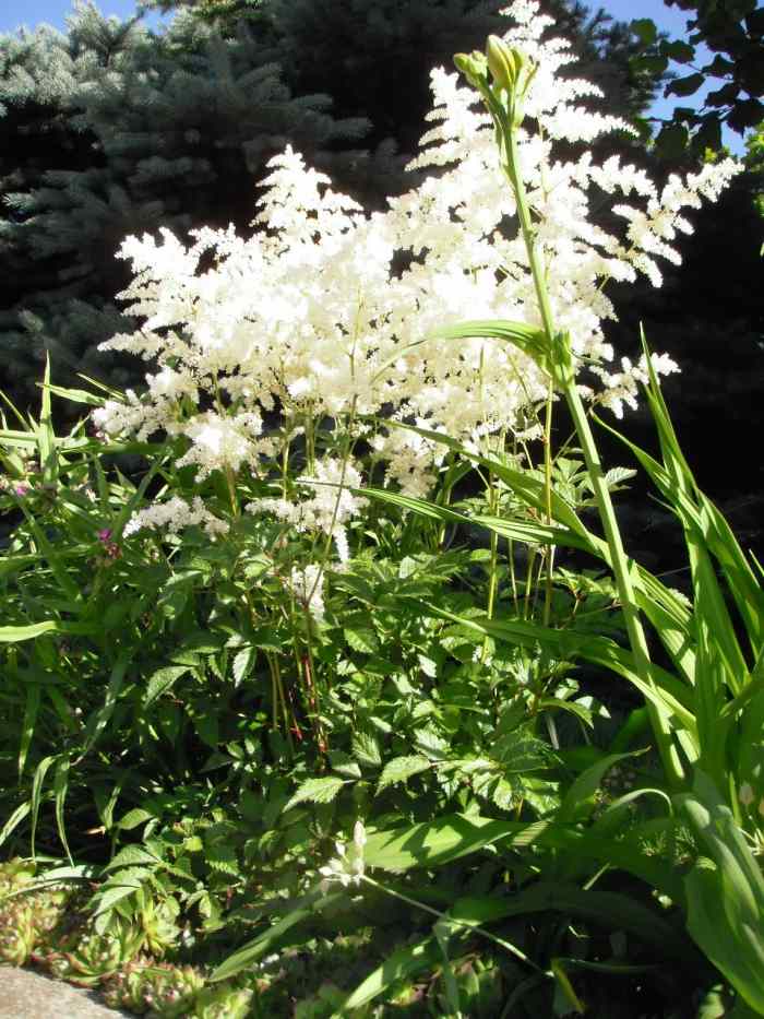 22 Best Plants for Sun With Summer Flowers Dengarden