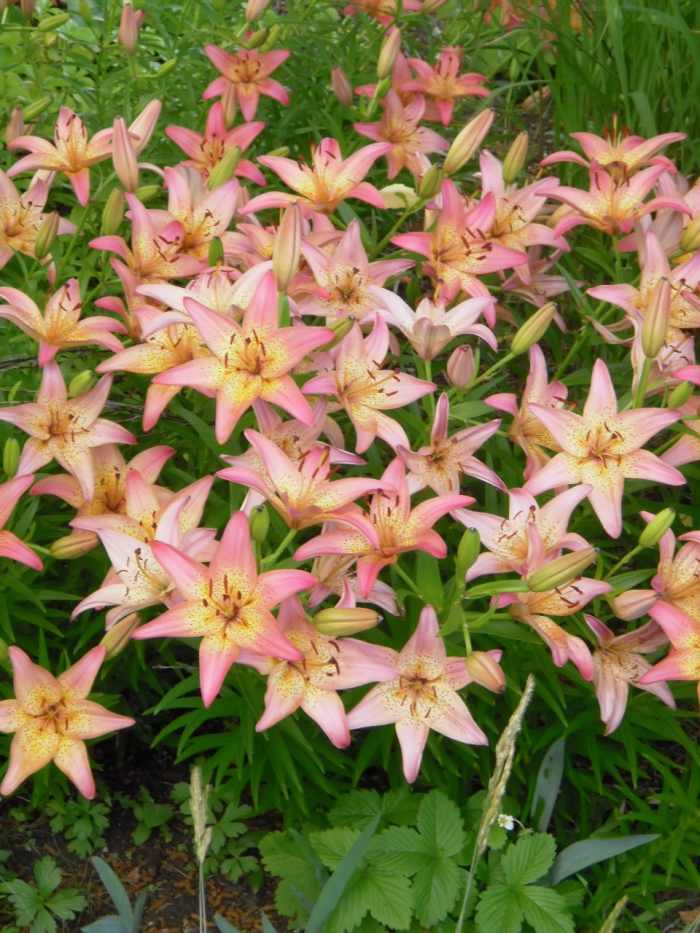 22 Best Plants for Sun With Summer Flowers Dengarden