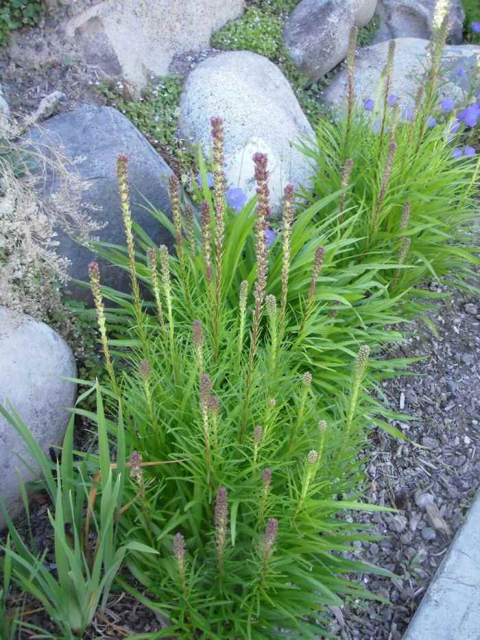 22 Best Plants for Sun With Summer Flowers Dengarden