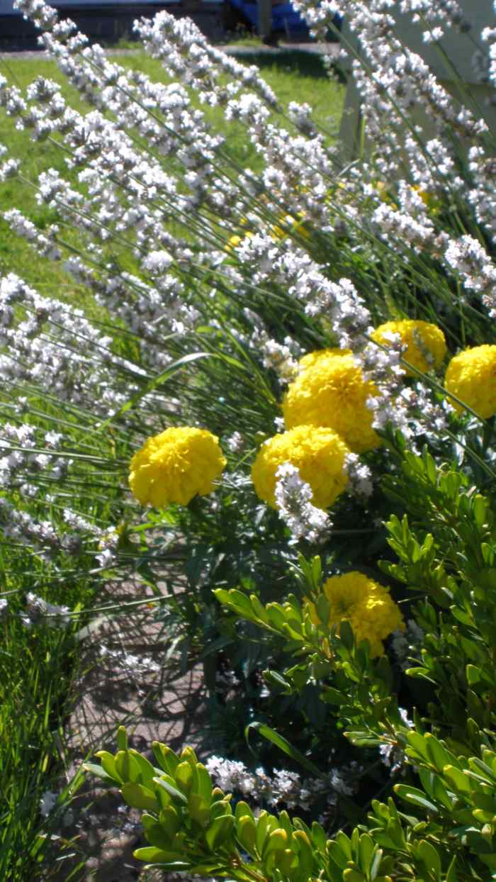 22 Best Plants for Sun With Summer Flowers Dengarden