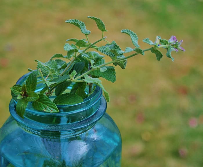 Any type of mint is a snap to root in water. Remove all leaves from the stem parts that you submerge & place the cuttings out of direct light. They'll develop roots in about a week. Pictured: chocolate mint & catnip.