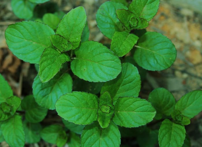 Like other members of the Mentha family of herbs, chocolate mint is super easy to grow.