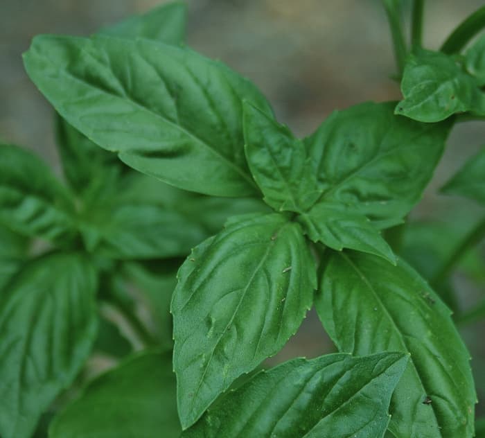 Basil is an annual herb. This year I started basil from seed outside. It was slow to germinate, but now it's going strong!