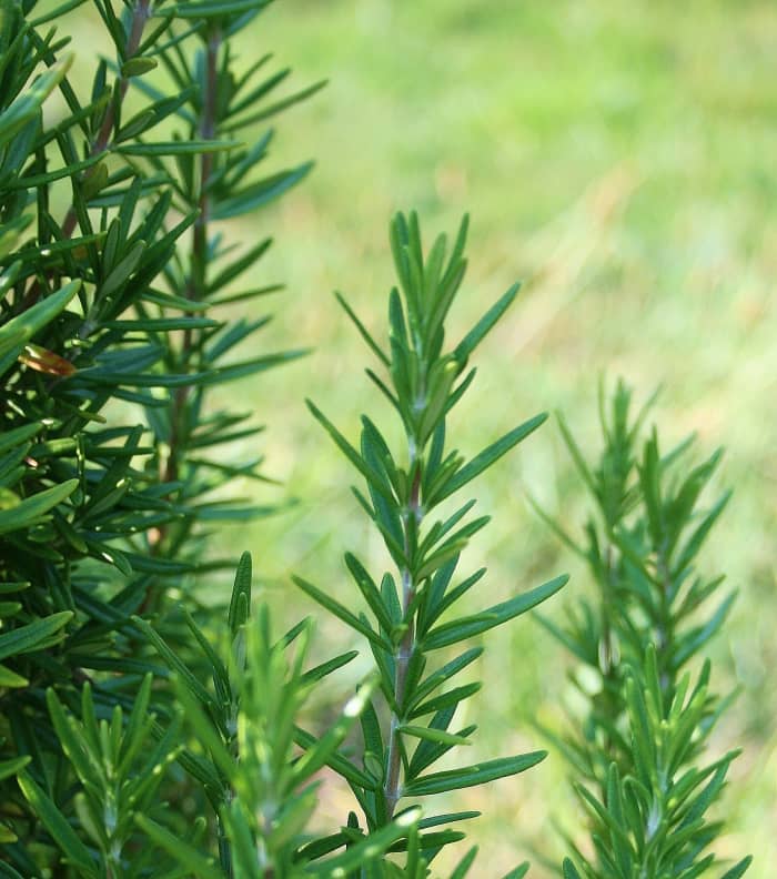 Rosemary has long been considered a sign of friendship. Grow it in your mailbox garden or add a sprig of rosemary to a homemade gift.