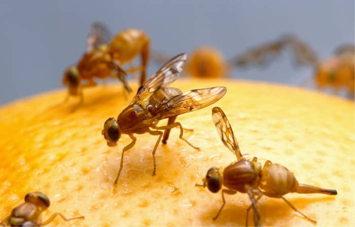 Fruit flies are attracted to rotting fruit, to make sure all the fruit in your fruit basket is fresh and clean.
