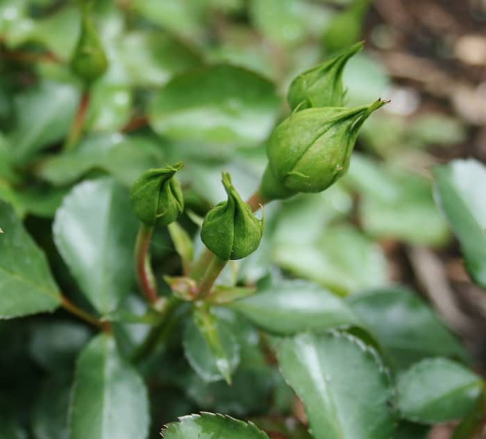 After being moved to a sunnier, less crowded location and severely pruned to increase air flow and remove infected plant parts, the landscaping rose featured at the top of this page is healthy and black spot free once again.