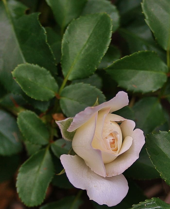 See "spot" run! Healthy roses begin with simple, basic gardening practices. This landscaping rose, previously infected with black spot, is a great example of that.