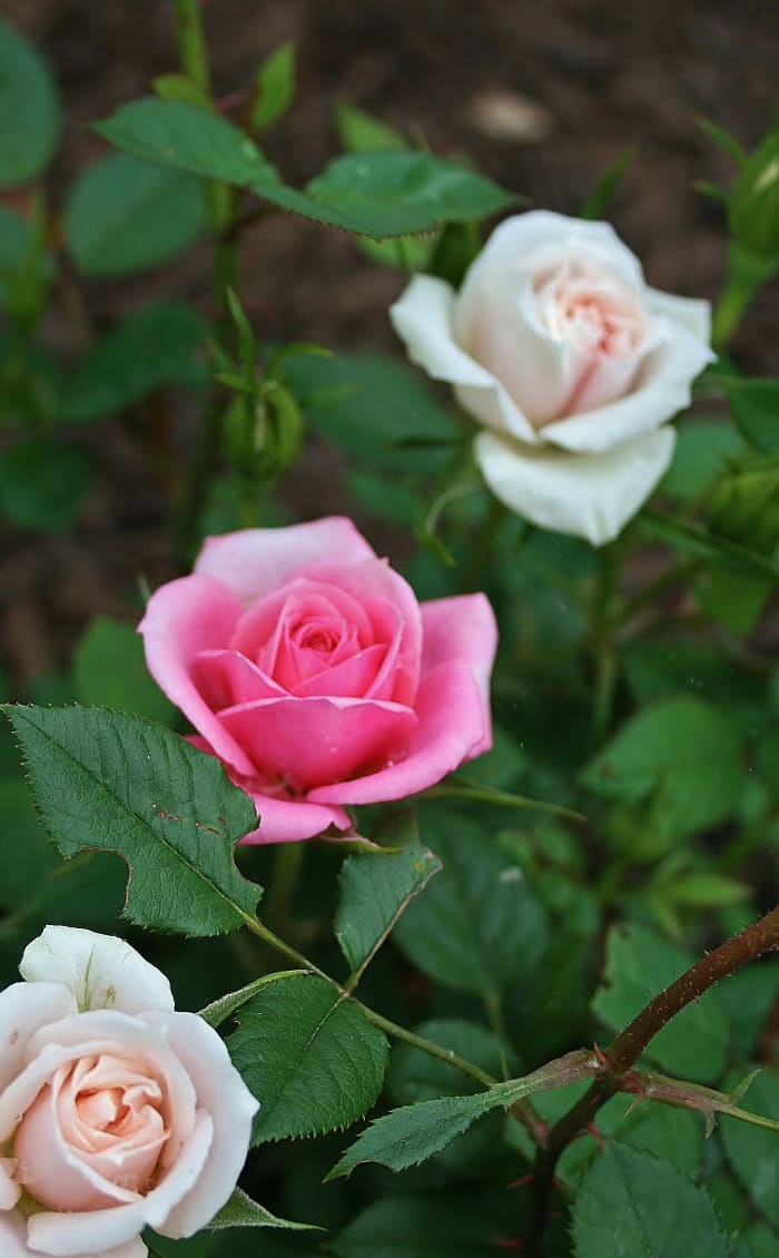 This miniature rose bush is a grafting of red, cream and pink roses. The red rarely blooms at the same time as the rest.