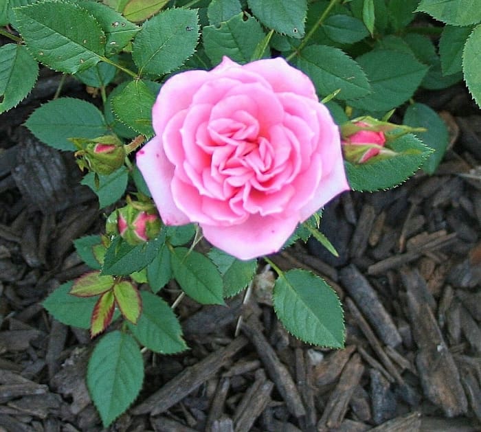 This miniature rose bush has had a mild case of black spot, mostly due to wet, hot weather. I gave it a good pruning to increase the air flow and remove infected foliage.