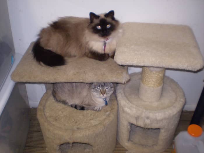 Cats are great companions but can cause unpleasant odors. Use baking soda in the litter box.