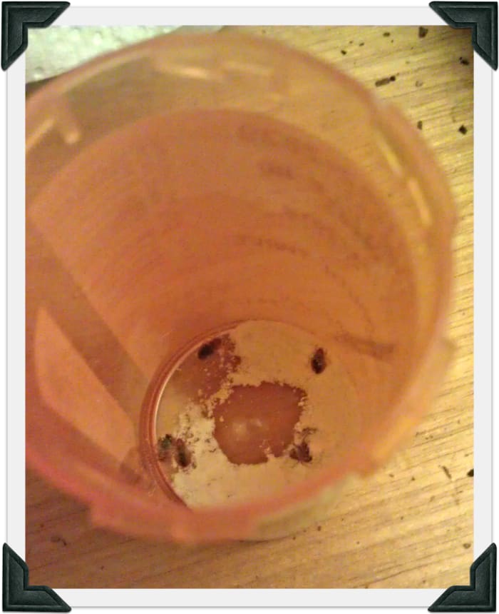 Guess what the dark spots are! The best way to trap bedbugs is in a pill bottle.