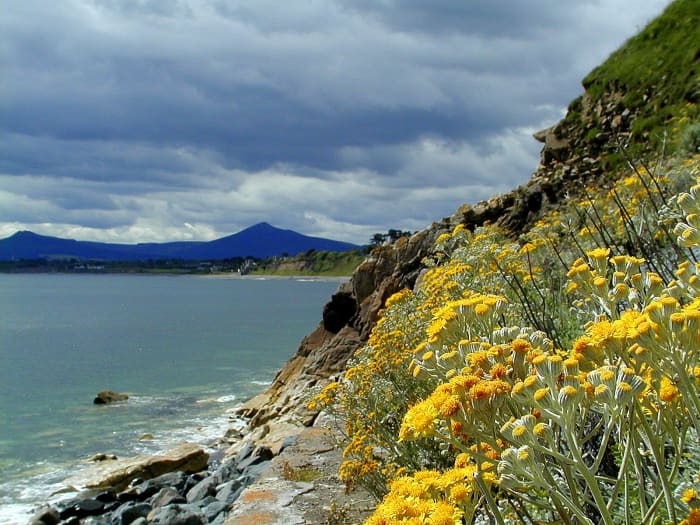 Silver Ragwort on hillside at Killiney Bay in Dublin, Ireland - just down the road from Bono and the Edge's houses