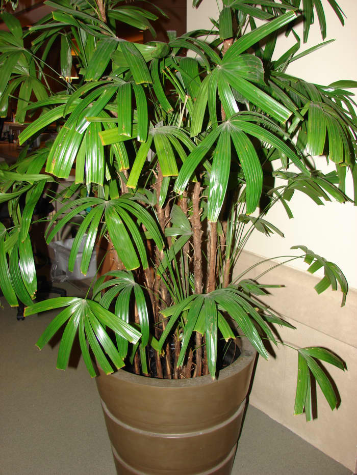 How to Grow and Care for Rhapis Palm (Lady Palm) - Dengarden