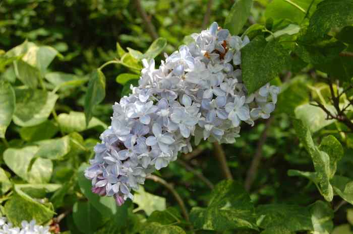 White Lilac